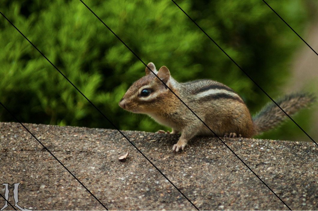 Chipmunk on Guard