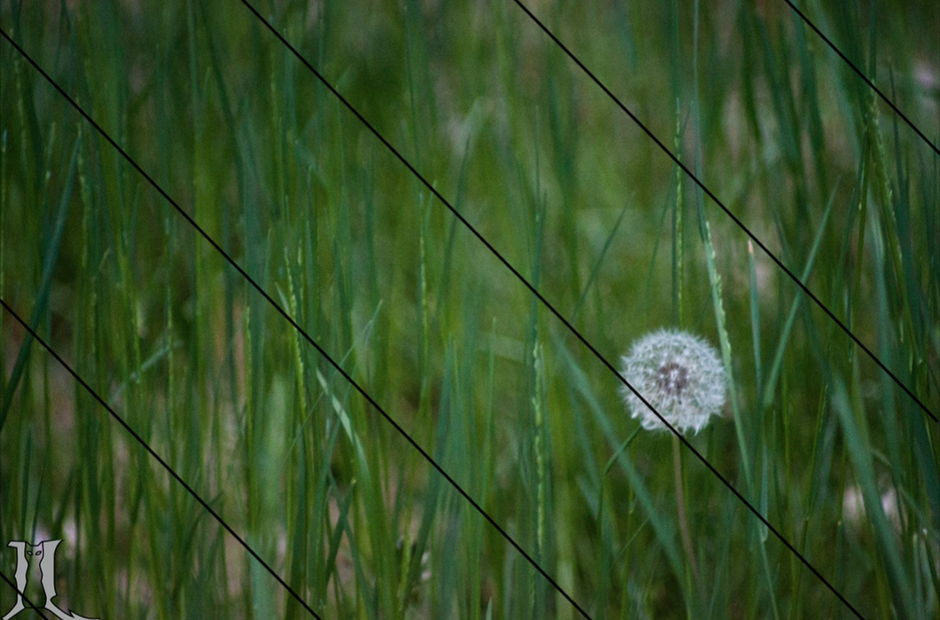 Dandelion in the Grass