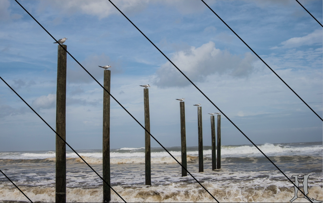 Seagulls on the Wave Breakers