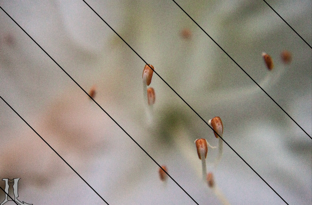 Azalea Stamen