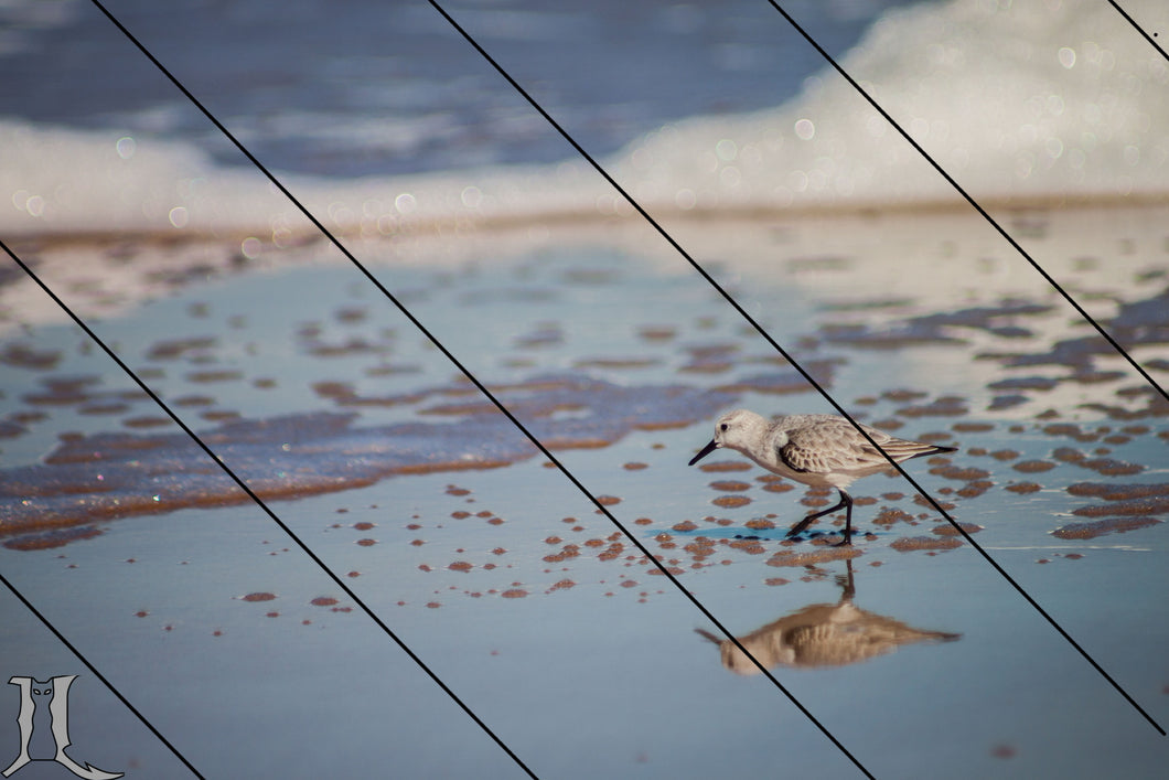 Sanderling on the Beach