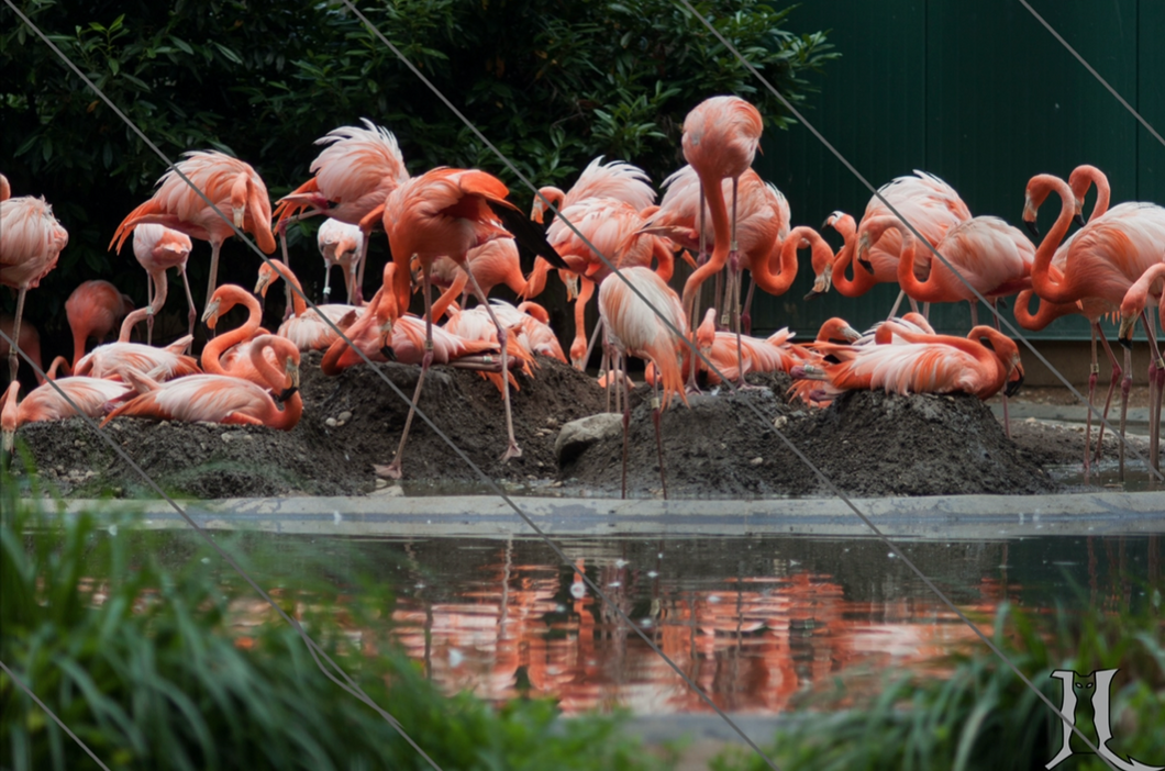 Flamboyance by the Water