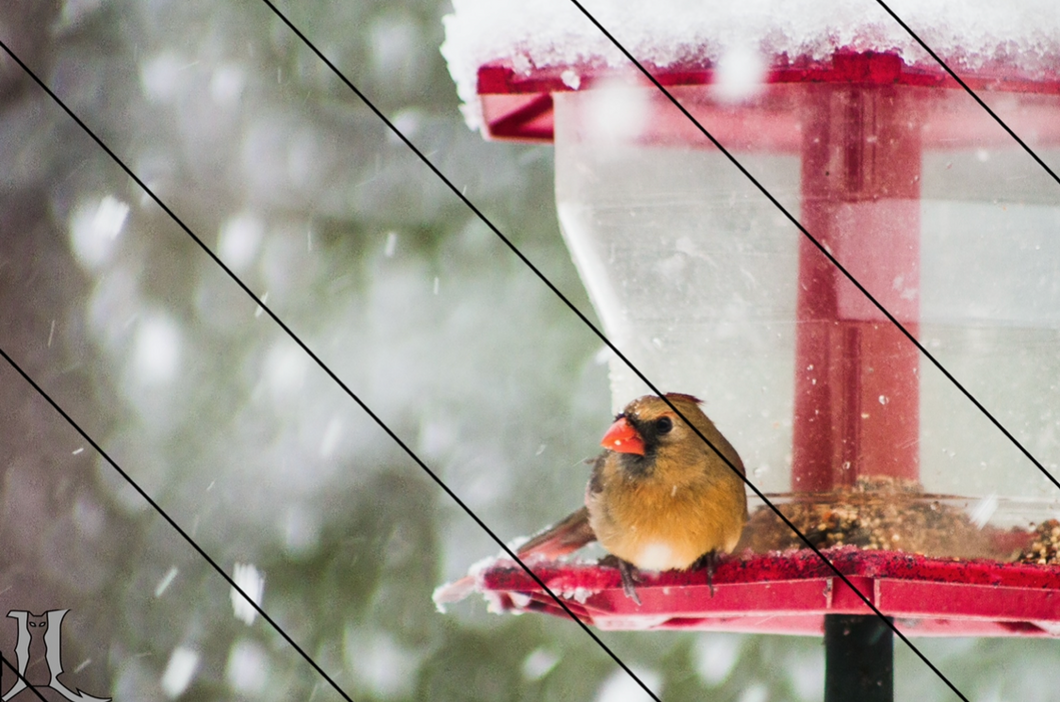 A Wintering Mother