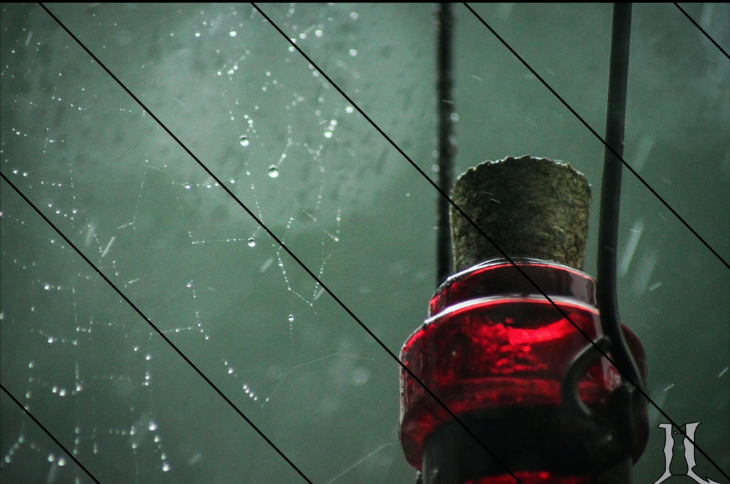 Spiderweb in the Rain